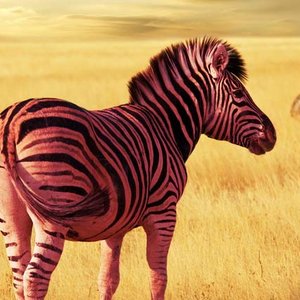 Pinkzebra