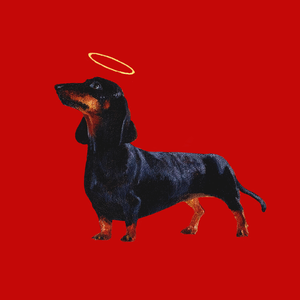 Псы попадут в рай