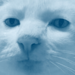 Блюз для жён, которых бьют мужья