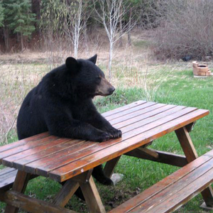 Парообразная устрица луны