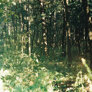 Лес